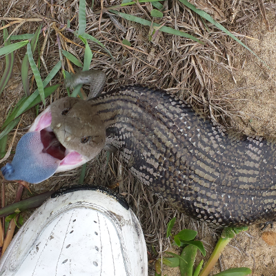 Common Blue Tongued Lizard