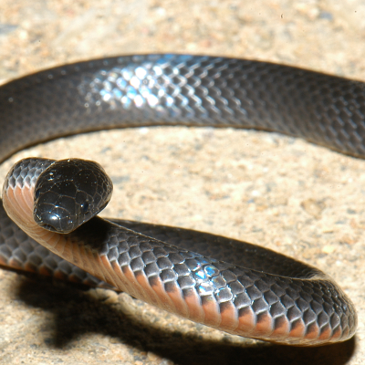 Eastern Small Eyed Snake
