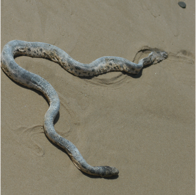 Elegent Sea Snake
