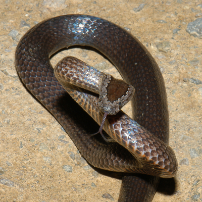 Golden Crowned Snake