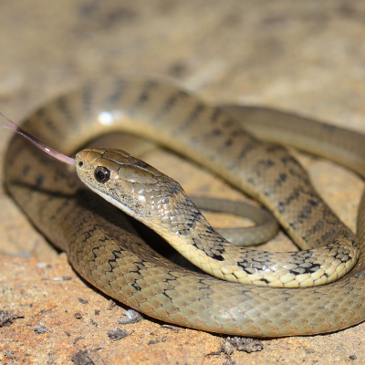 Rough Scaled Snake