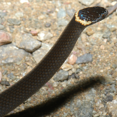 Southern Dwarf Crowned Snake