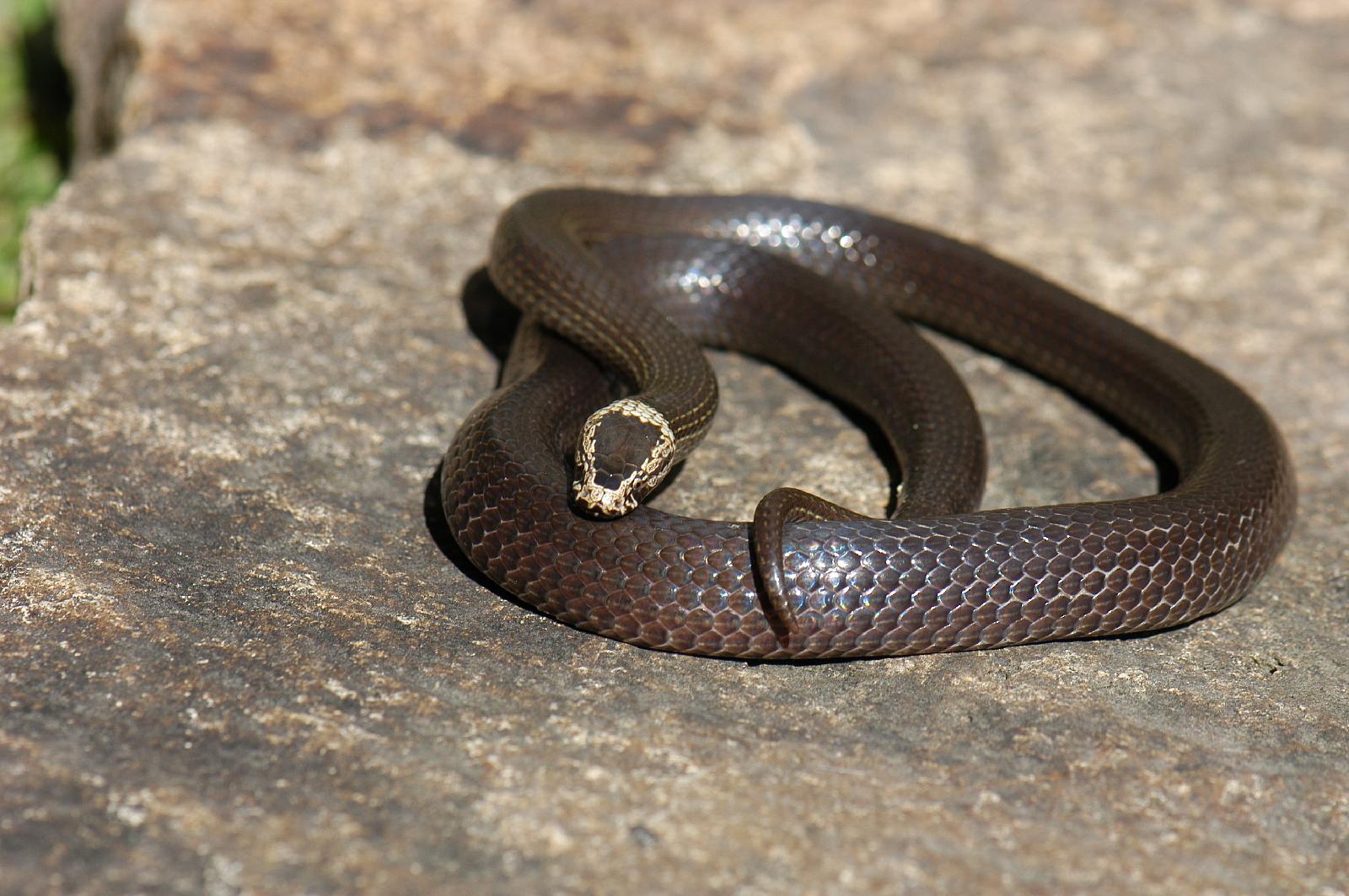 White Crowned Snake (Cacophis harriettae)