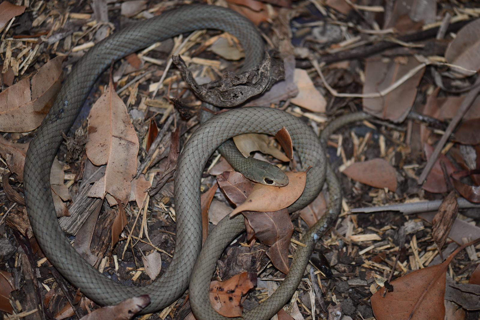 Yellow Faced Whip Snake (Demansia psammophis)