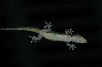 Asian House Gecko<br>(Hemidactylus frenatus)