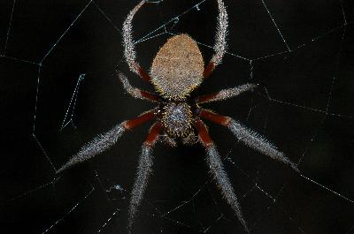 Australian Garden Orb Weaver Spider<br>(Eriophora biapicata)