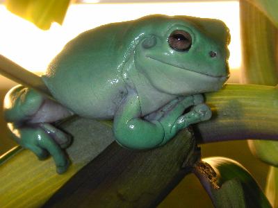 Australian Green Tree Frog<br>(Litoria caerulea)