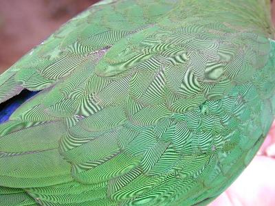 Australian King-Parrot<br>(Alisterus scapularis)