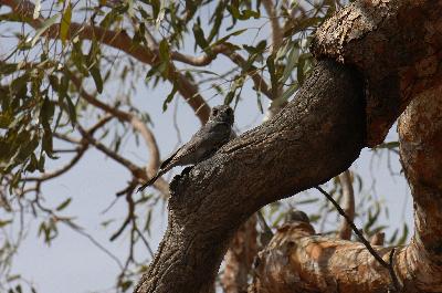 Australian Owlet-nightjar<br>(Aegotheles cristatus)