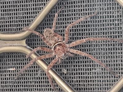 Badge Huntsman Spiders And Shield Huntsman Spiders<br>(Neosparassus sp)