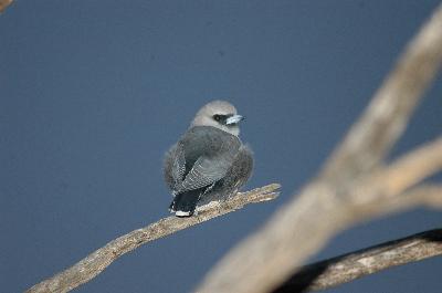 Black-faced Woodswallow<br>(Artamus cinereus)