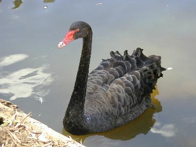 Black Swan<br>(Cygnus atratus)