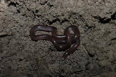 Blackish Blind Snake<br>(Ramphotyphlops nigrescens)