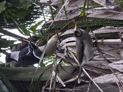 Blue-faced Honeyeater<br>(Entomyzon cyanotis)