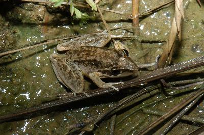 Broad-Palmed Frog<br>(Litoria latopalmata)