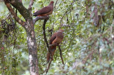 Brown Cuckoo-Dove<br>(Macropygia amboinensis)
