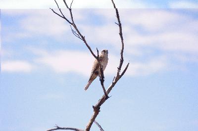Brown Falcon<br>(Falco berigora)