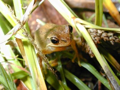 Brown Tree Frog<br>(Litoria ewingii)