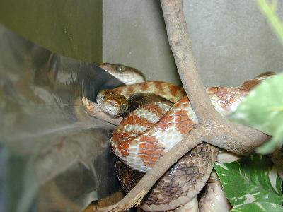 Brown Tree Snake<br>(Boiga irregularis)
