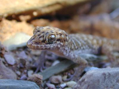 Bynoe's Gecko<br>(Heteronotia binoei)