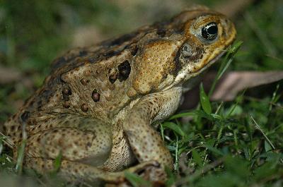Cane Toad<br>(Bufo marinus)