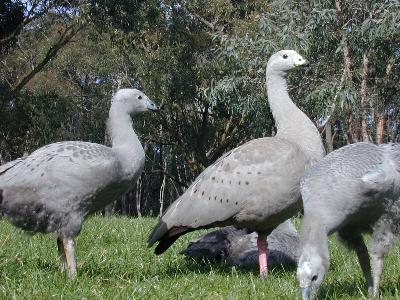 Cape Barren Goose<br>(Cereopsis novaehollandiae)