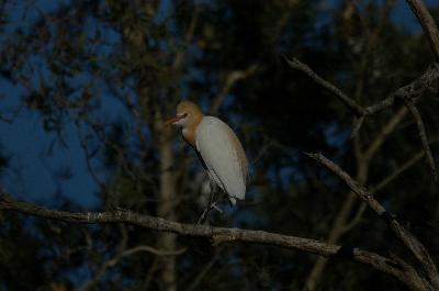 Cattle Egret<br>(Ardea ibis)