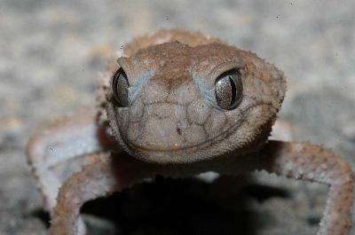 Centralian Knob-Tailed Gecko<br>(Nephrurus amyae)