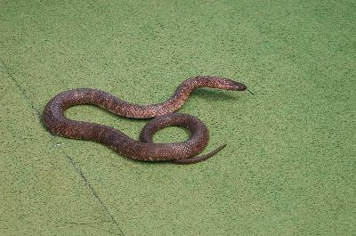 Collett's Snake<br>(Pseudechis colletti)