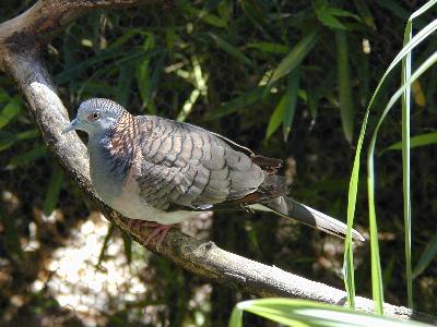 Common Bronzewing<br>(Phaps chalcoptera)