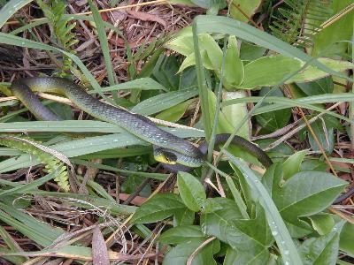 Common Tree Snake<br>(Dendrelaphis Punctulatus)