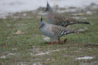 Crested Pigeon<br>(Ocyphaps lophotes)