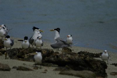 Crested Tern<br>(Thalasseus bergii)