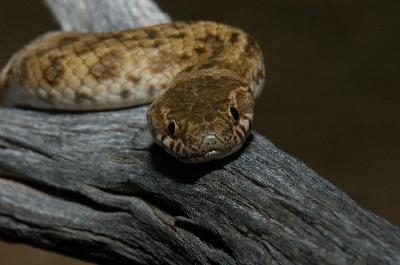 De Vis' Banded Snake<br>(Denisonia devisi)