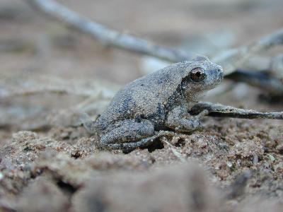 Desert Tree Frog<br>(Litoria rubella)
