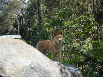 Dingo<br>(Canis lupus dingo)