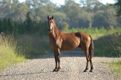 Domestic Horse<br>(Equus ferus caballus)