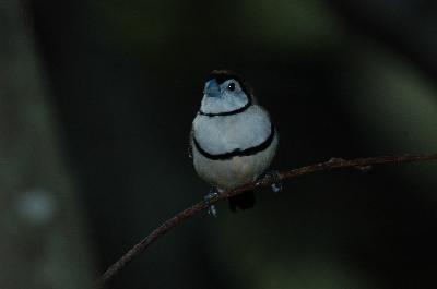 Double-barred Finch<br>(Taeniopygia bichenovii)