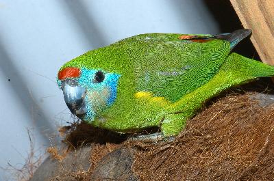 Double-eyed Fig-Parrot<br>(Cyclopsitta diophthalma)