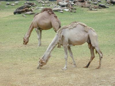 Dromedary Camel<br>(Camelus dromedarius)