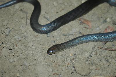 Dunmall's Snake<br>(Furina dunmalli)