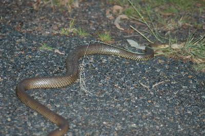 Eastern Brown Snake<br>(Pseudonaja textilis)