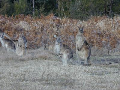 Eastern Grey Kangaroo<br>(Macropus giganteus)