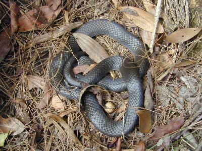 Eastern Small-Eyed Snake<br>(Cryptophis nigrescens)