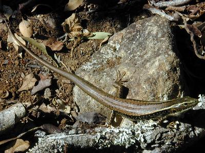 Eastern Water-Skink<br>(Eulamprus quoyii)