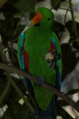 Eclectus Parrot<br>(Eclectus roratus)