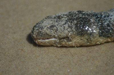Elegant Sea Snake<br>(Hydrophis elegans)