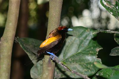 Emperor bird-of-paradise<br>(Paradisaea guilielmi)