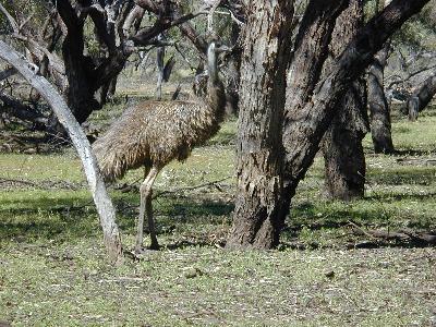 Emu<br>(Dromaius novaehollandiae)