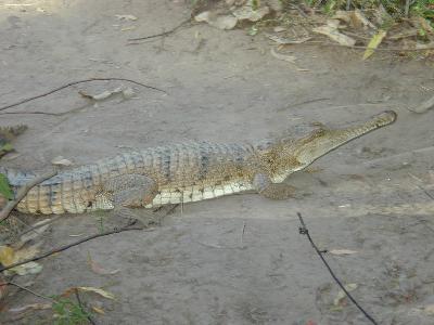 Freshwater Crocodile<br>(Crocodylus johnstoni)